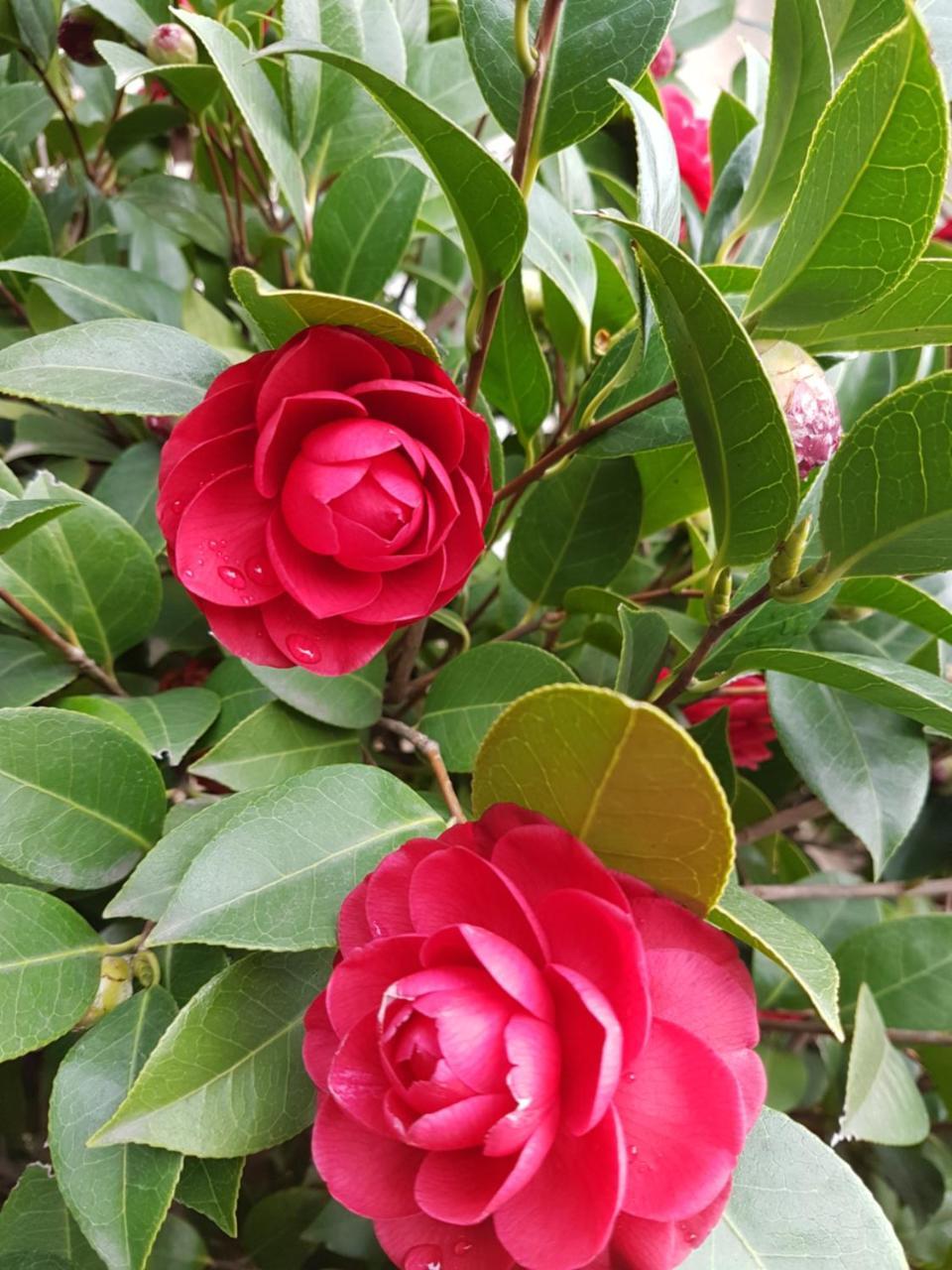 Il Giardino Di Vico Neve Panzió Nápoly Kültér fotó